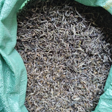 云南普洱绿茶