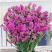 勿忘我鲜花半干花花束客厅办公室插花摆件花束批发花束发鲜花
