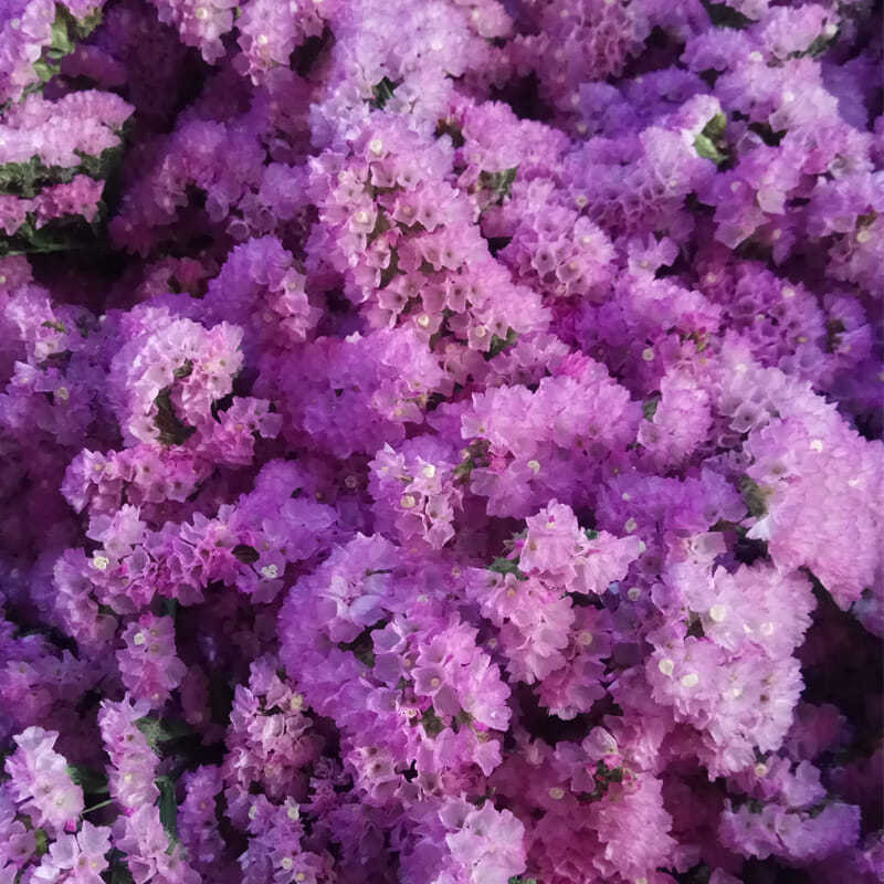 勿忘我鲜花半干花花束客厅办公室插花摆件花束批发花束发鲜花
