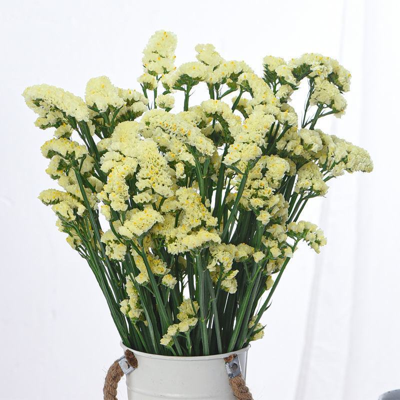 勿忘我鲜花半干花花束客厅办公室插花摆件花束批发花束发鲜花