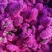 勿忘我鲜花半干花花束客厅办公室插花摆件花束批发花束发鲜花