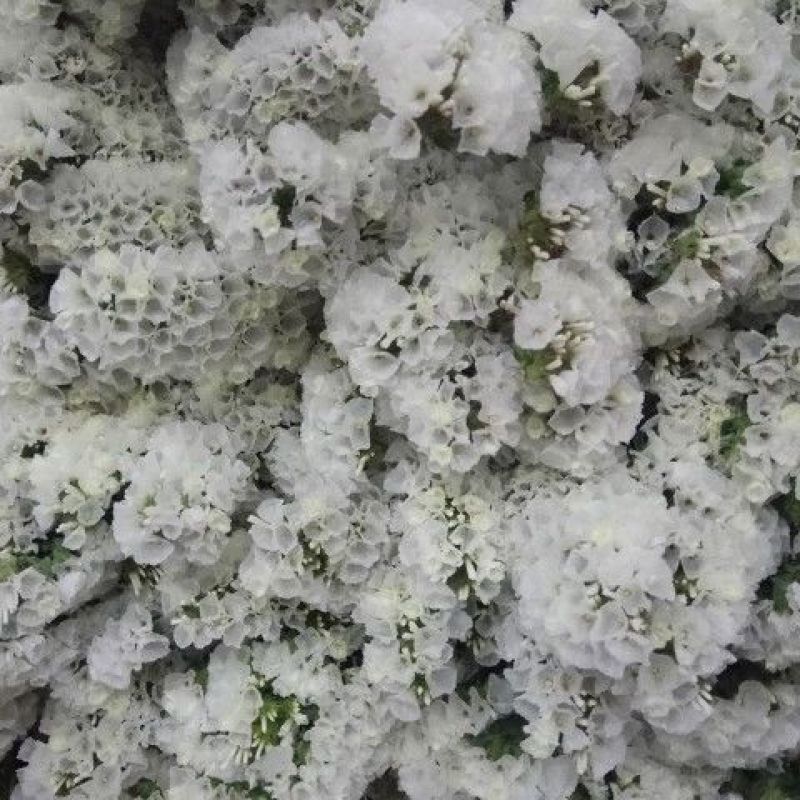 勿忘我鲜花半干花花束客厅办公室插花摆件花束批发花束发鲜花