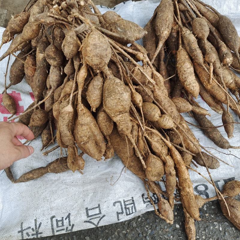 牛大力