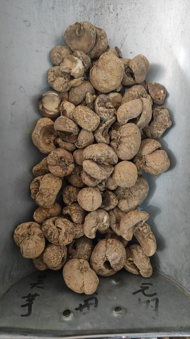 贝母干货浙贝母湖北贝母量大从优欢迎选购！
