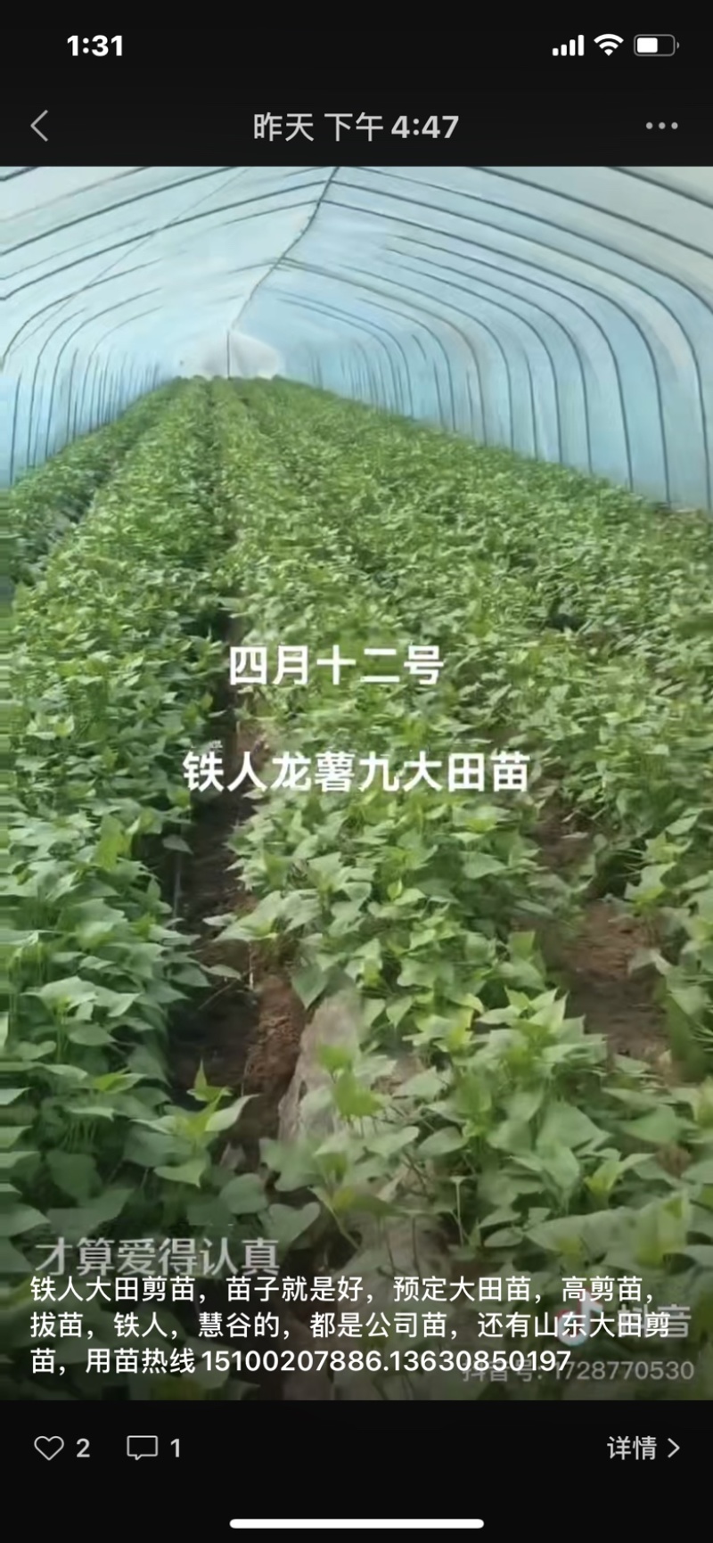 红薯🍠苗子，需要的联系