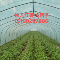 红薯🍠苗子，需要的联系