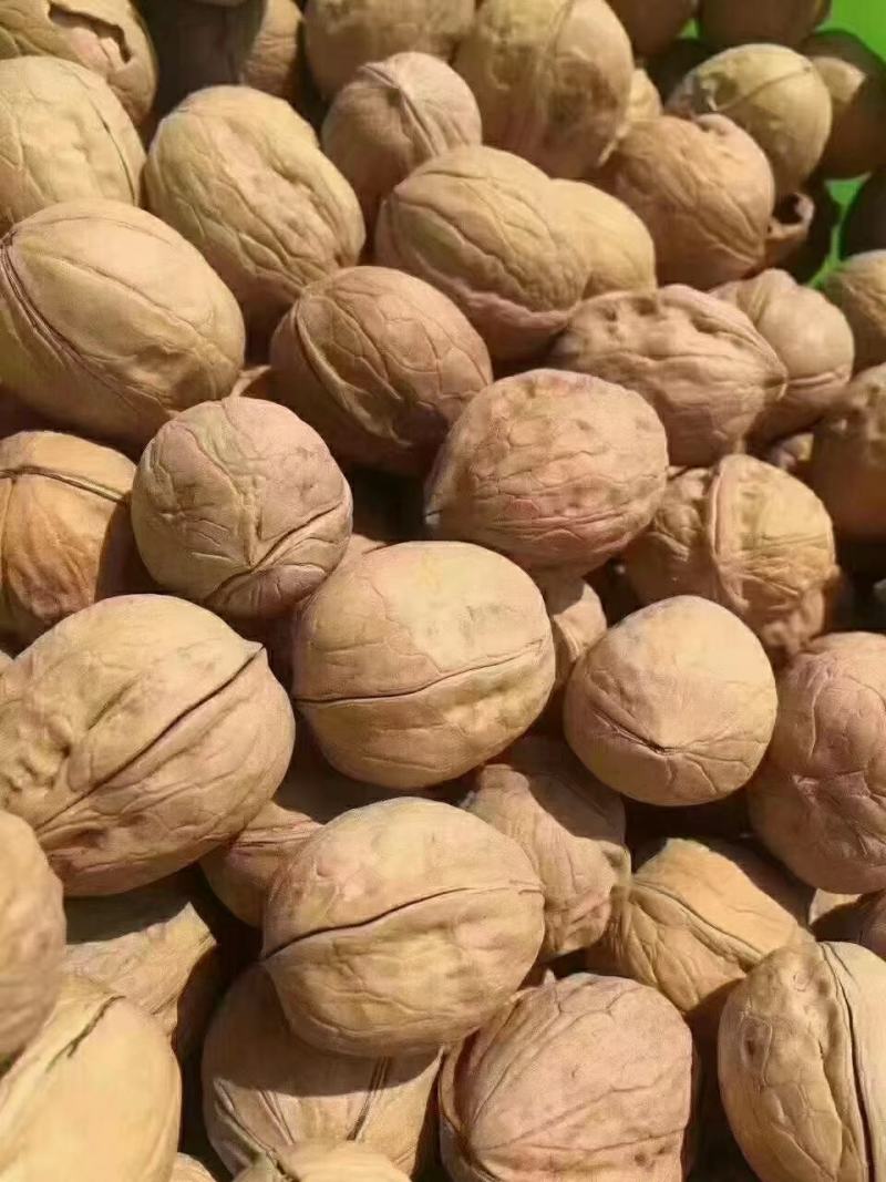 优质纸皮核桃