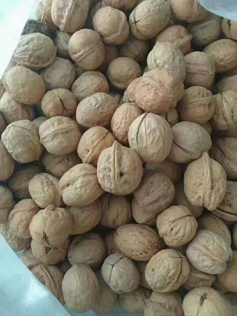 优质纸皮核桃