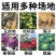 驱鸟香精包