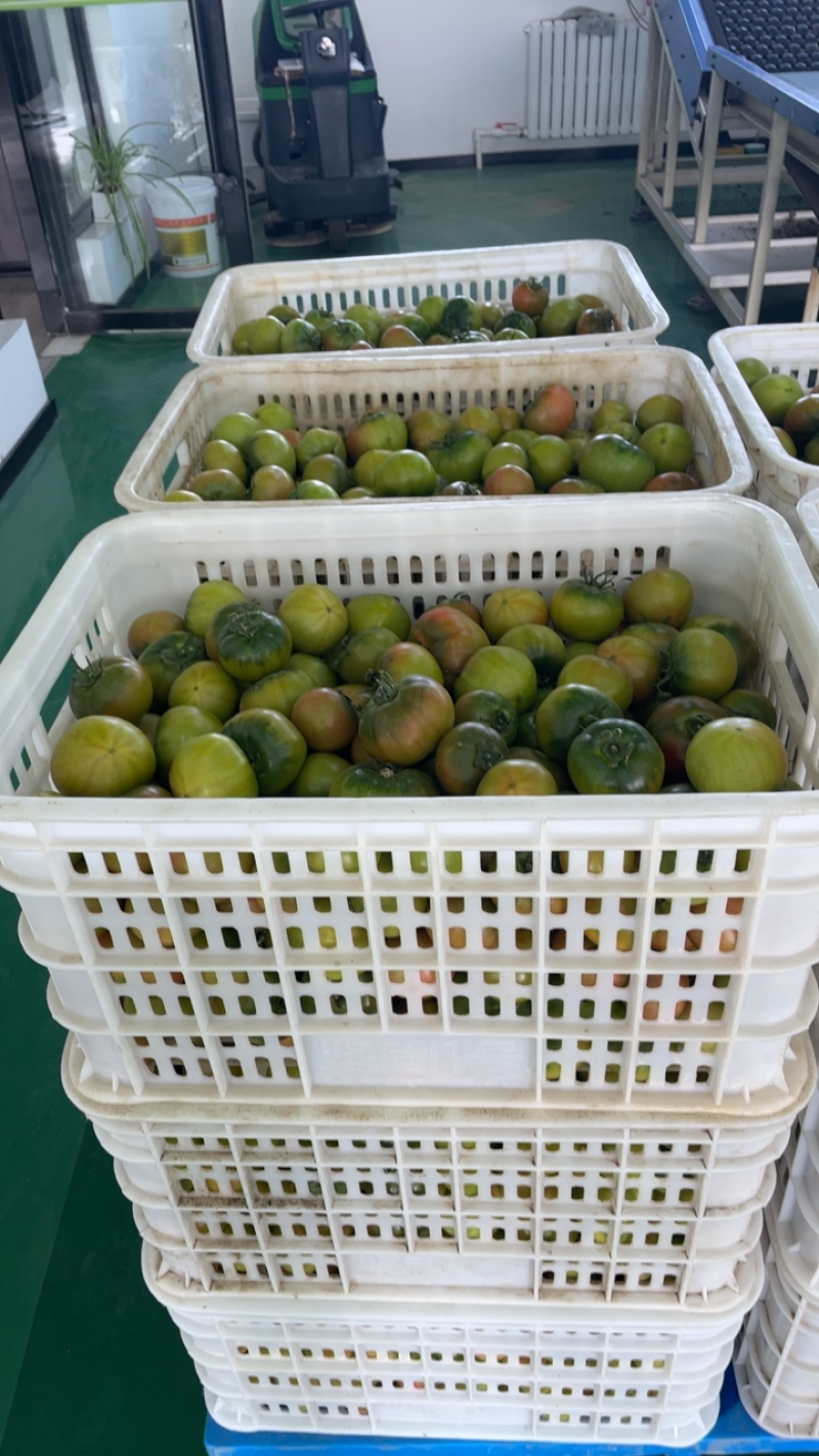 盘锦碱地柿子#现货