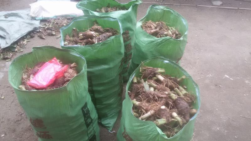 【芋头苗】芋头种植广西香芋苗荔浦芋头种苗容易产地发货价优