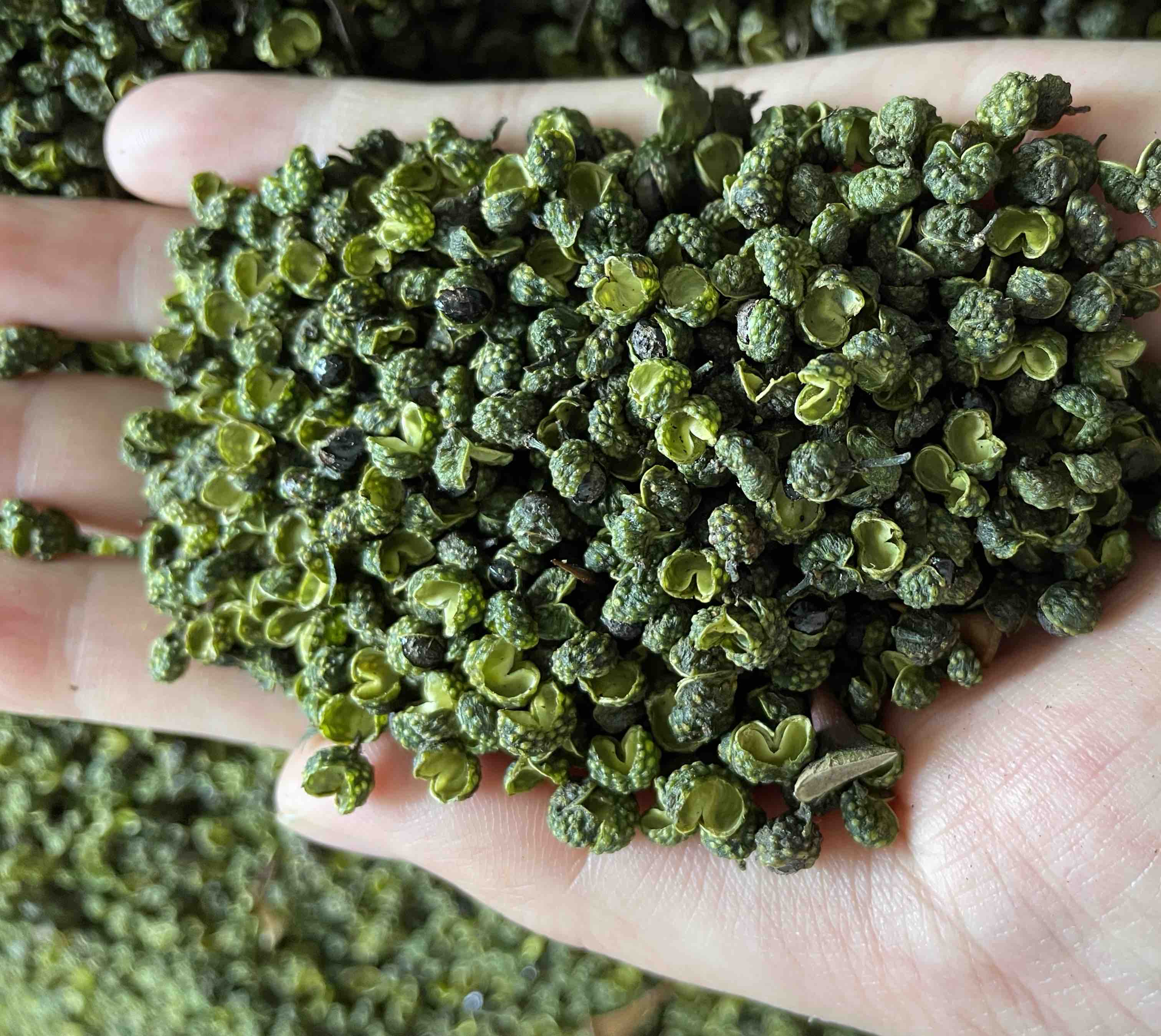 白胡椒与黑胡椒、辣椒粉等香料的形态与用途对比 白胡椒与其他香料对比图