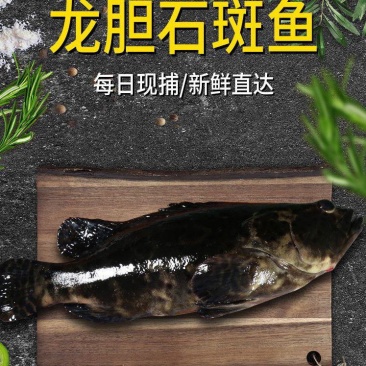 石斑鱼（龙胆石斑鱼）