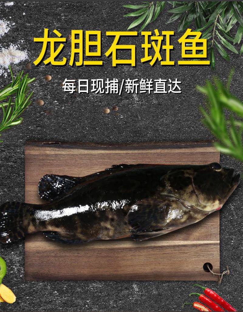 石斑鱼（龙胆石斑鱼）