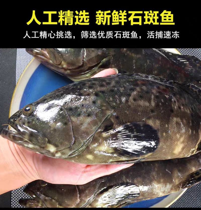 石斑鱼（龙胆石斑鱼）