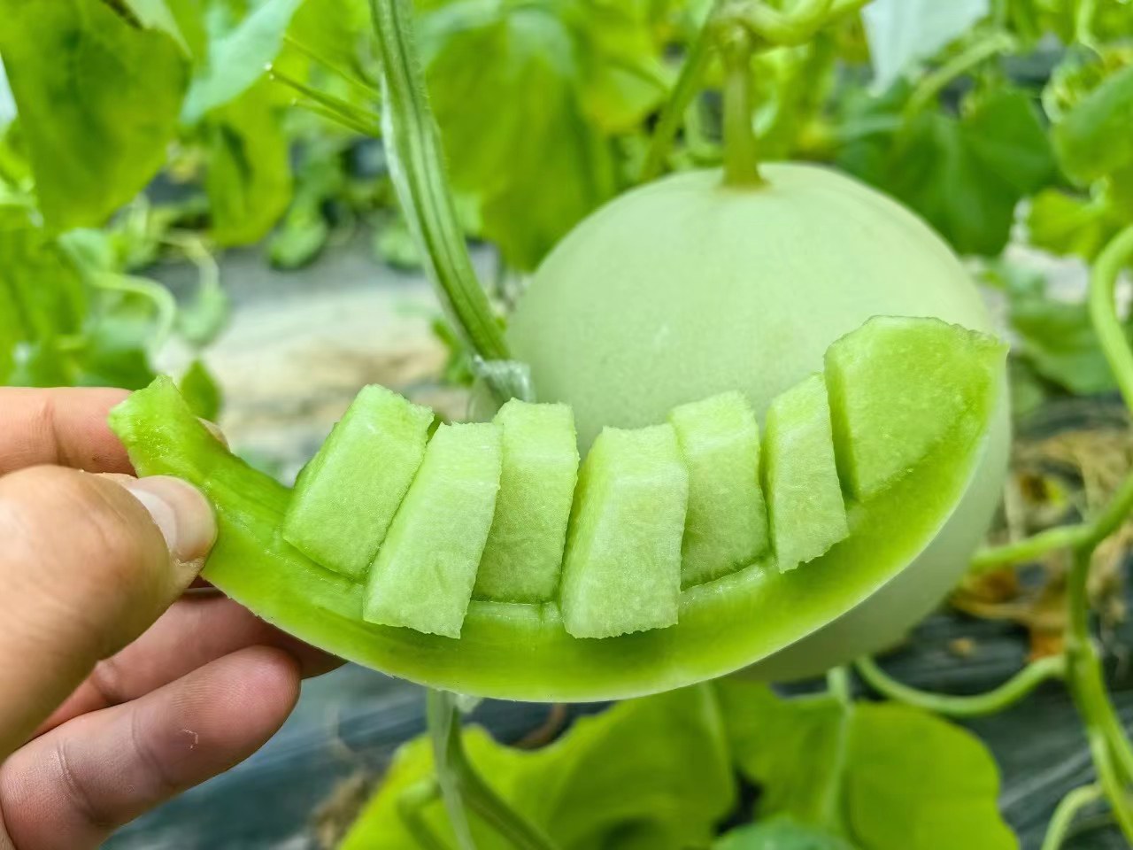 玉菇甜瓜果实特写