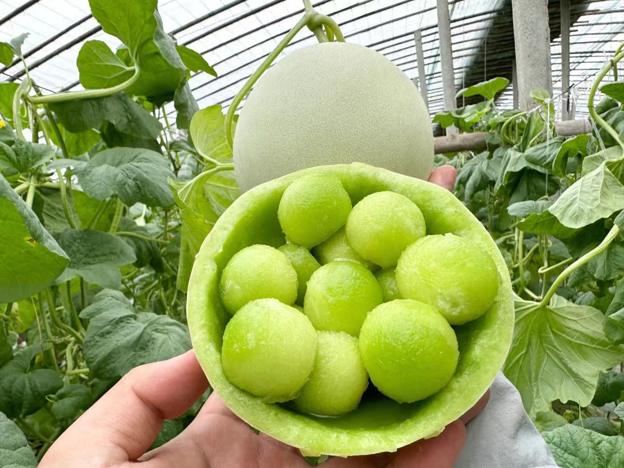 切开的玉菇甜瓜露出洁白细腻的果肉,汁水丰富,令人垂涎欲滴 玉菇甜瓜切开后展示果肉