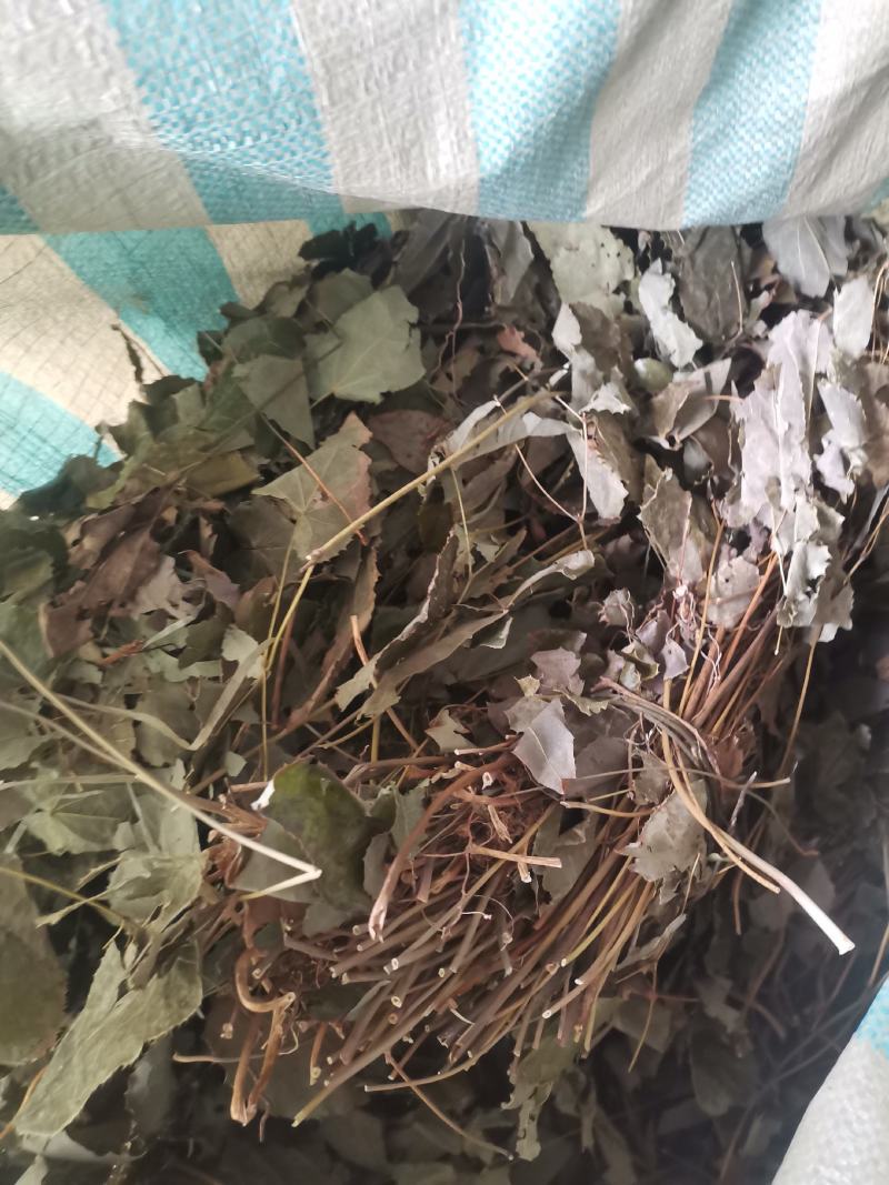 淫羊藿无根陕西货欢迎老板来看货，纯好货精品