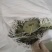 淫羊藿无根陕西货欢迎老板来看货，纯好货精品