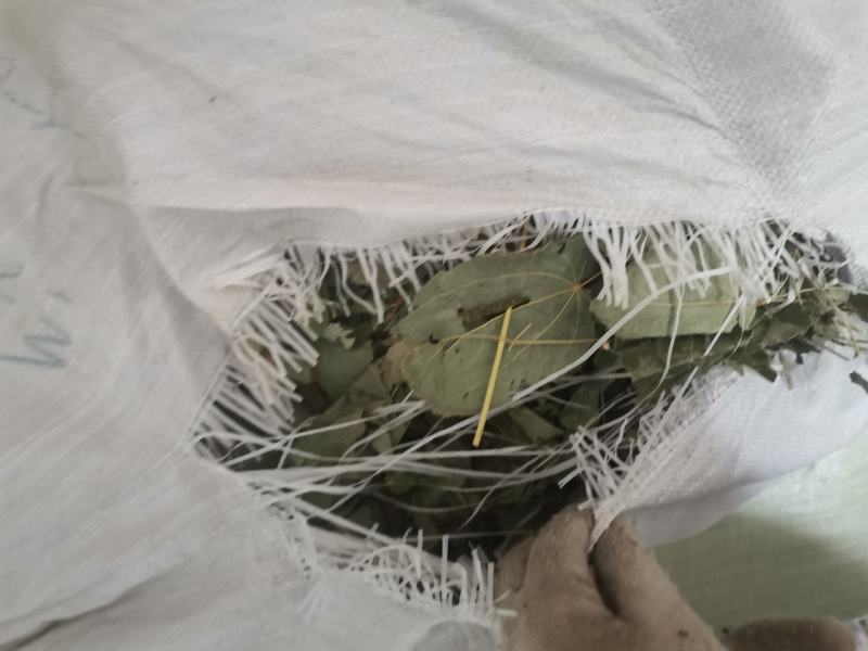 淫羊藿无根陕西货欢迎老板来看货，纯好货精品