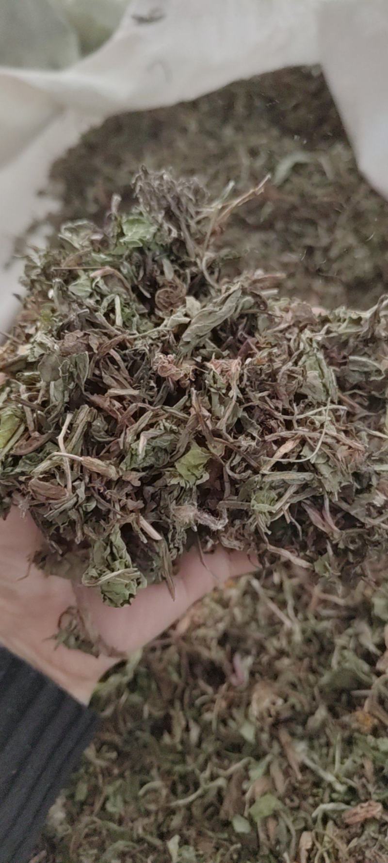 蒲公英公英蒲公英公英新货干度好各种规格中药材批发