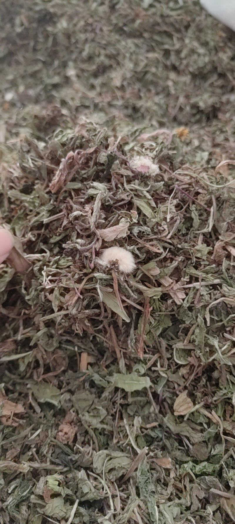 蒲公英公英蒲公英公英新货干度好各种规格中药材批发