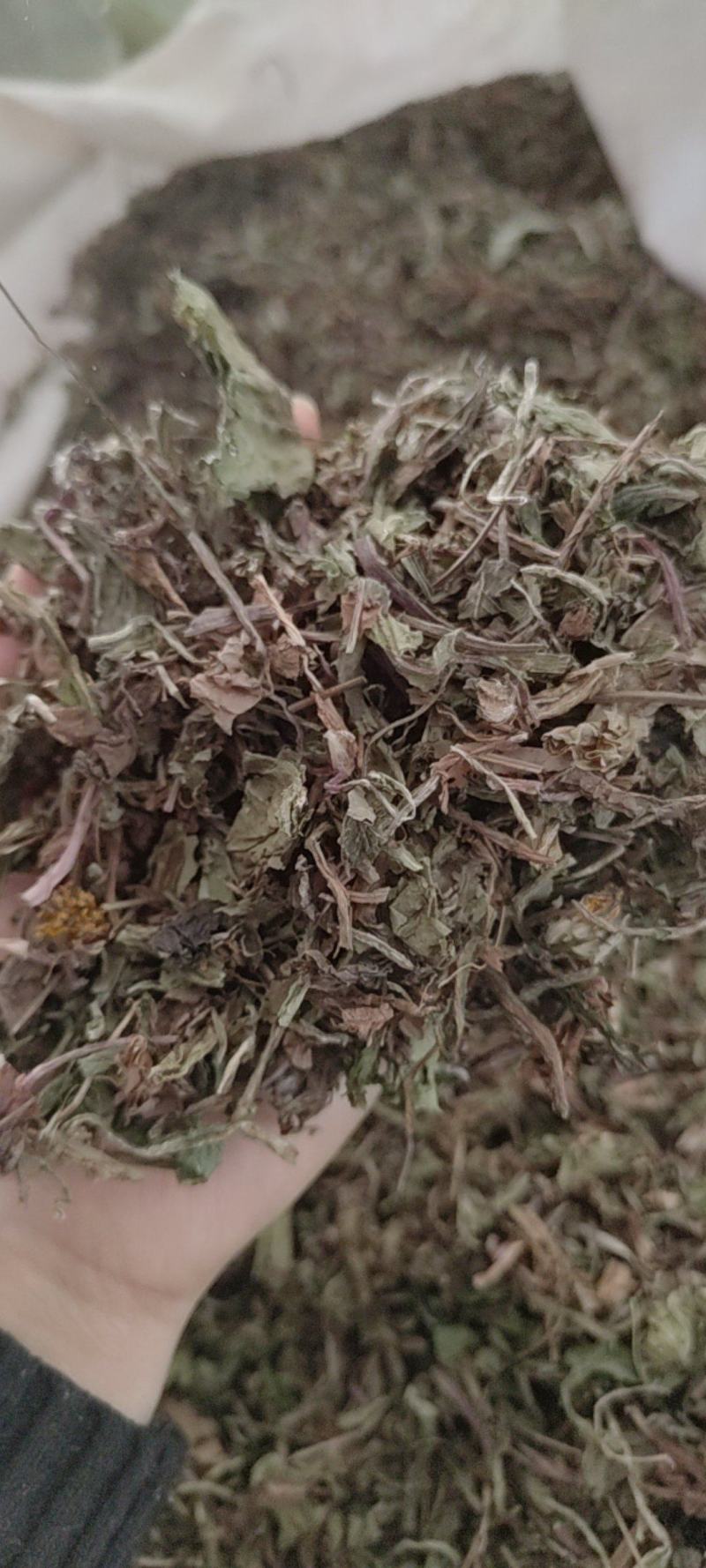 蒲公英公英蒲公英公英新货干度好各种规格中药材批发