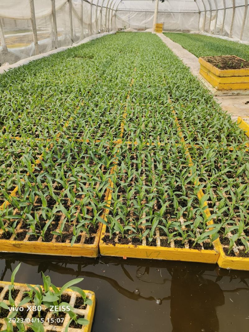 玉米苗供货量大提供技术全国发货货源稳定欢迎客商订货