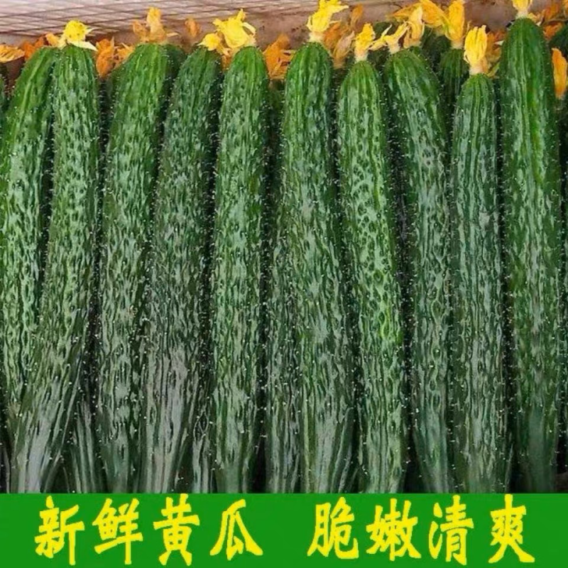 密刺黄瓜水果黄瓜旱黄瓜黄瓜产地一手货源保质保量