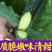 水果黄瓜旱黄瓜密刺黄瓜产地一手货源保质保量