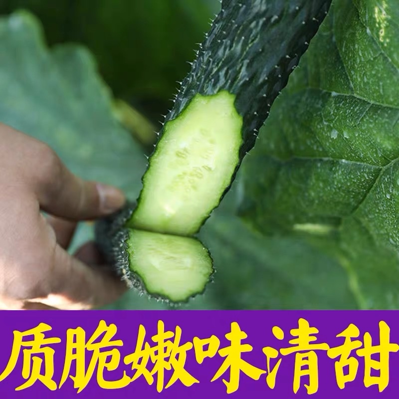 密刺黄瓜水果黄瓜旱黄瓜黄瓜产地一手货源保质保量