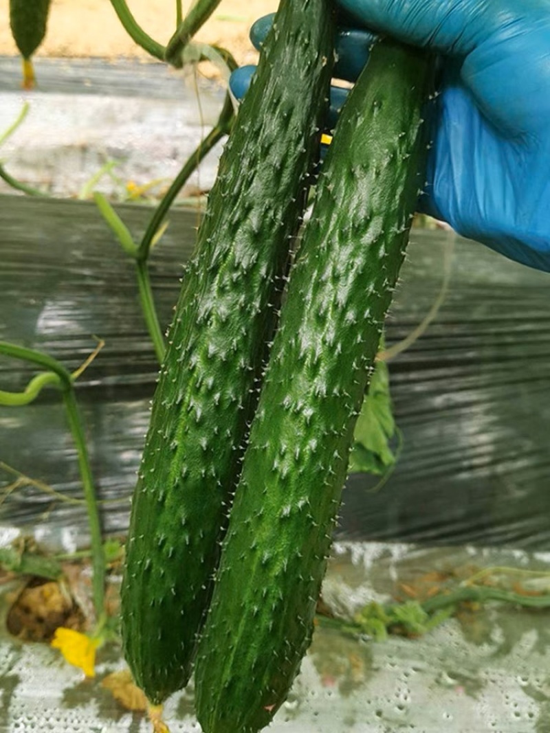 密刺黄瓜水果黄瓜旱黄瓜黄瓜产地一手货源保质保量