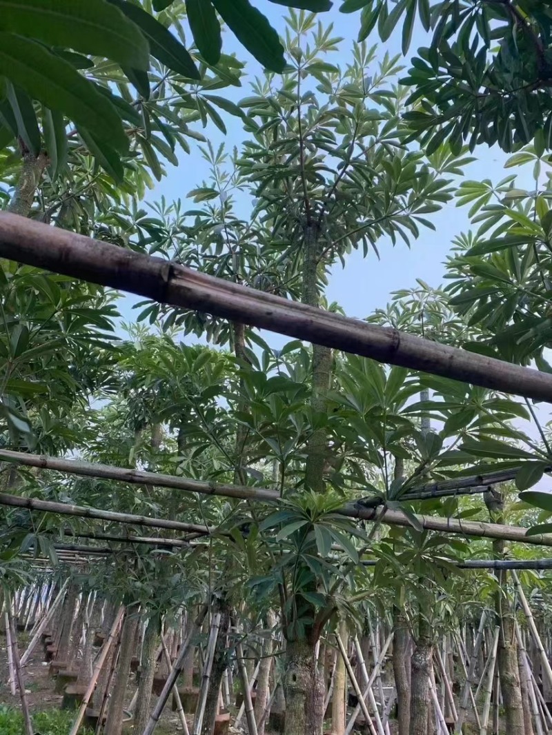 盆架子，灯台树，现货价好，15分，10分8分5分，3分