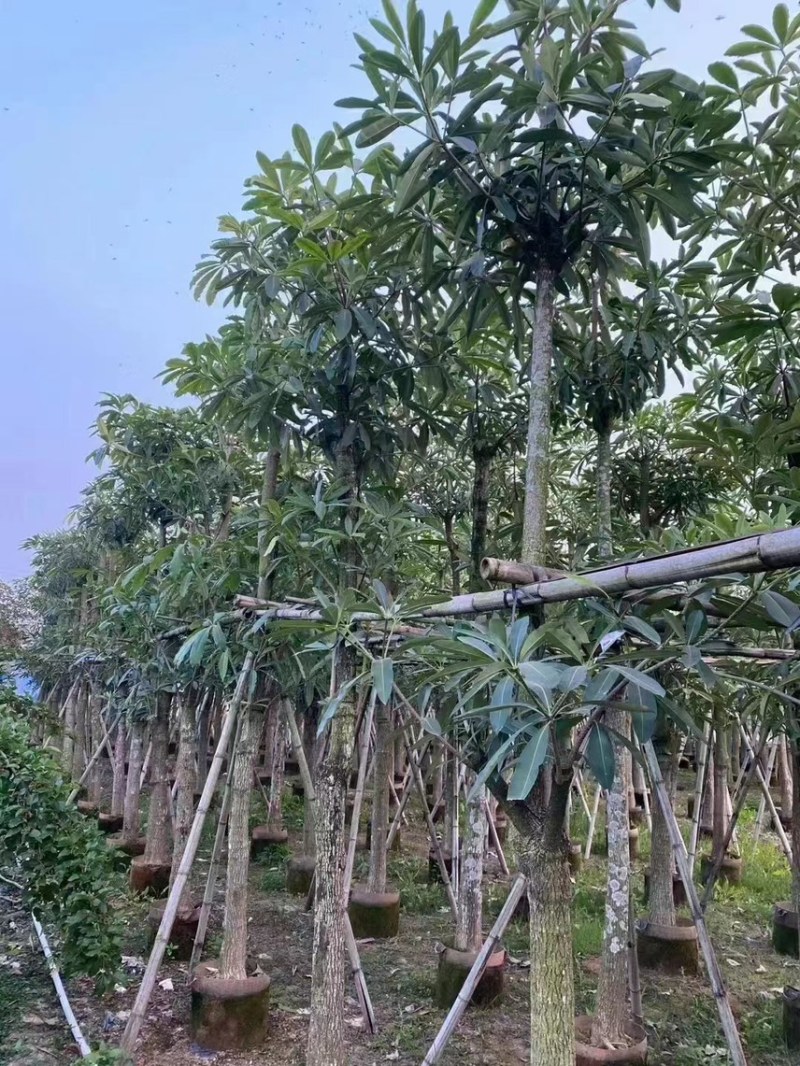 盆架子，灯台树，现货价好，15分，10分8分5分，3分