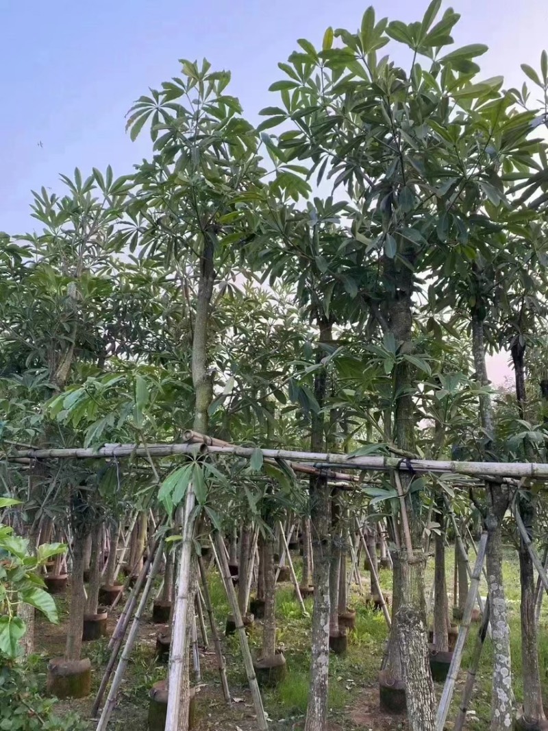 盆架子，灯台树，现货价好，15分，10分8分5分，3分