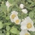 优质金樱子种苗销售，产地直销，品质保证，价格优惠。