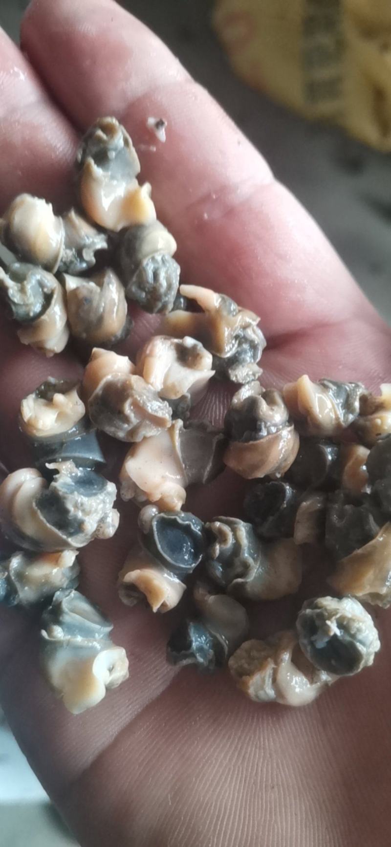 纯手工挑的螺狮肉