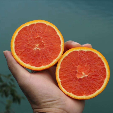 中华红橙产地看货论价一手货源保质保量欢迎订购