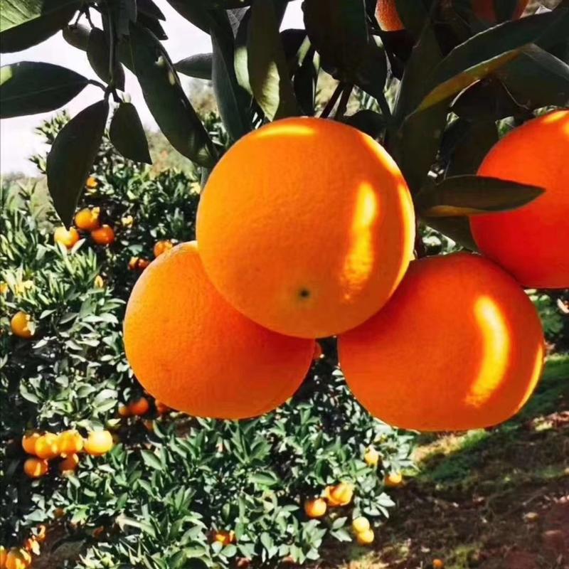 中华红橙产地看货论价一手货源保质保量欢迎订购