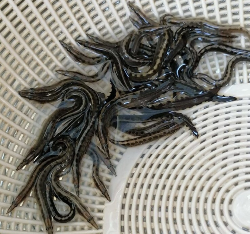刺鳅苗，技术指导，科学运输，专业养殖技术，基地发货