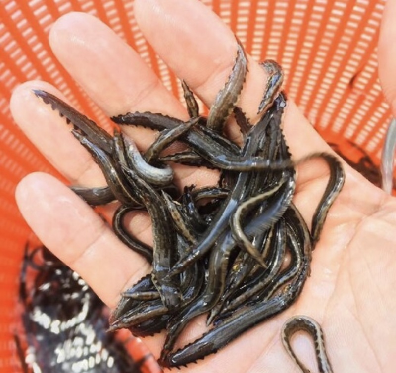 刺鳅苗，技术指导，科学运输，专业养殖技术，基地发货