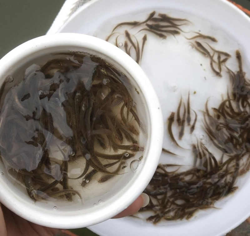 刺鳅苗，技术指导，科学运输，专业养殖技术，基地发货