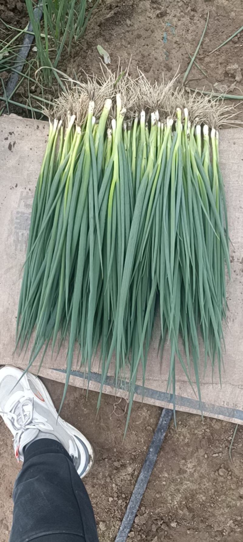 精品小葱