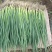 精品小葱