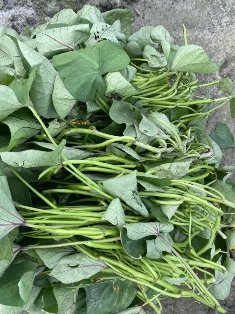 辽宁红薯苗种植基地济薯26地瓜苗高剪大田剪苗规格齐全