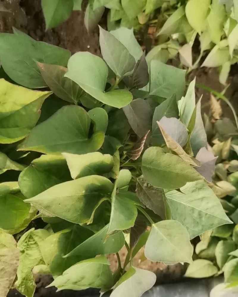 辽宁红薯苗种植基地济薯26地瓜苗高剪大田剪苗规格齐全