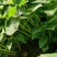 辽宁红薯苗种植基地济薯26地瓜苗高剪大田剪苗规格齐全