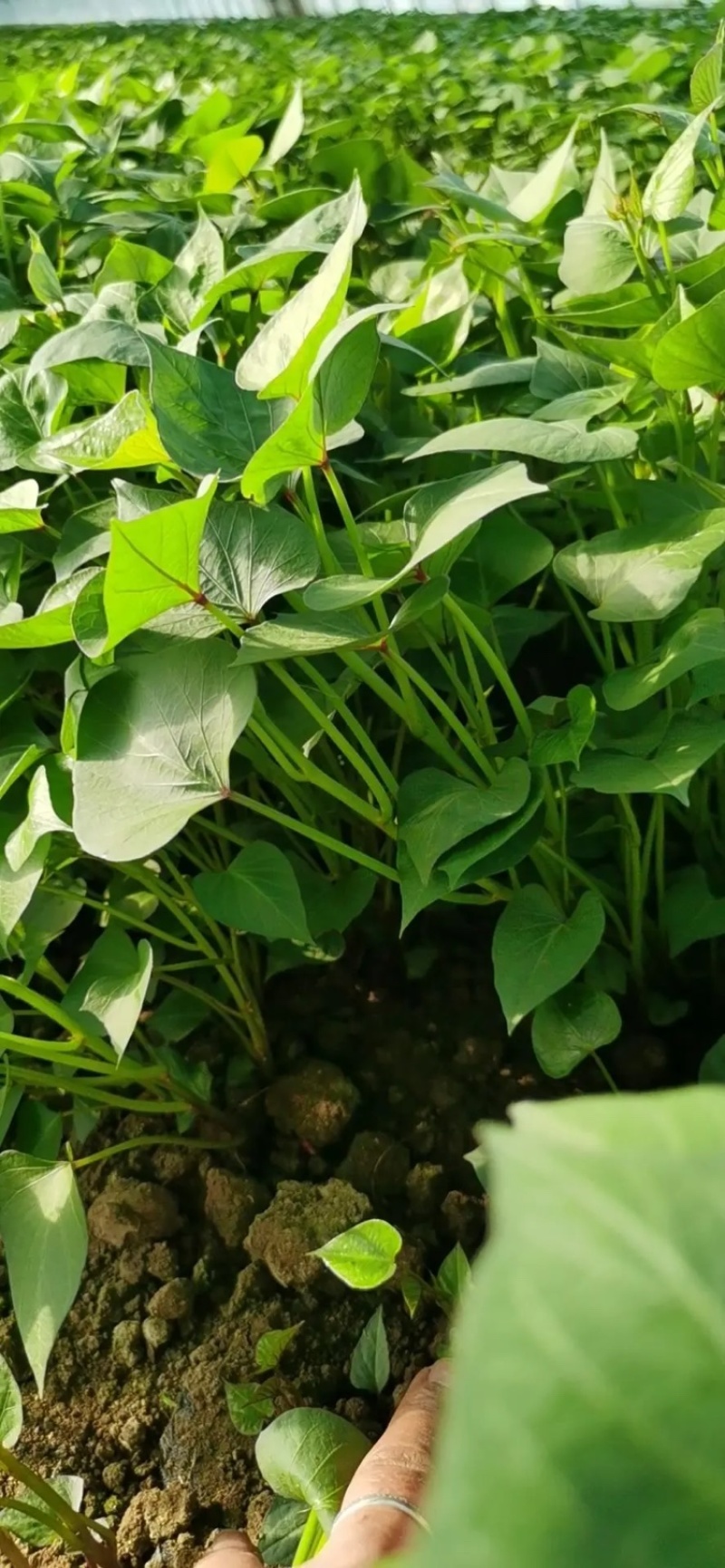 辽宁红薯苗种植基地济薯26地瓜苗高剪大田剪苗规格齐全