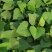 辽宁红薯苗种植基地济薯26地瓜苗高剪大田剪苗规格齐全