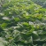 辽宁红薯苗种植基地济薯26地瓜苗高剪大田剪苗规格齐全